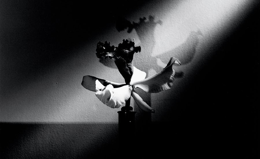 orchid 1988 black and white mapplethorpe