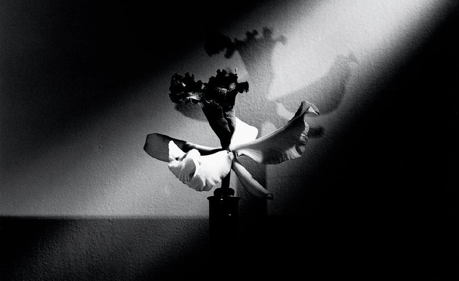 10 Black-and-White Flowers by Mapplethorpe That Will Seduce You