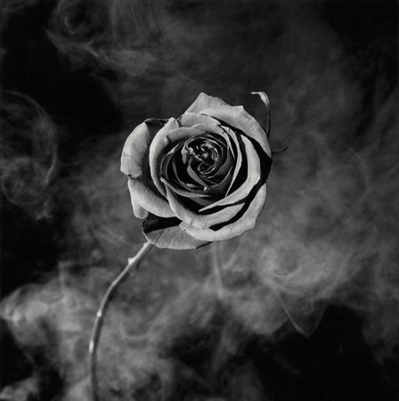 Rose with Smoke, 1985