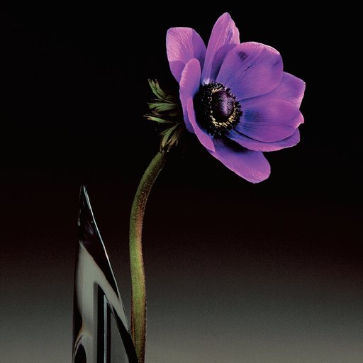 10 Vibrant Flowers That Show Mapplethorpe's Mastery of Color | Art