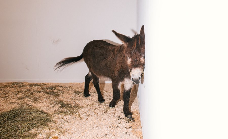 A donkey performing in Maurizio Cattelan's piece Warning! Enter at Your Own Risk. Do Not Touch, Do Not Feed, No Smoking, No Photographs, No Dogs, Thank You at Frieze New York 2016. Photo by Jonah Rosenberg via W Magazine