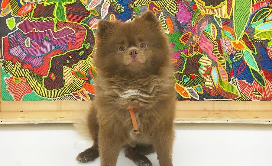 7 Dogs to Follow on Instagram for the Inside Scoop on NYC's Art Scene