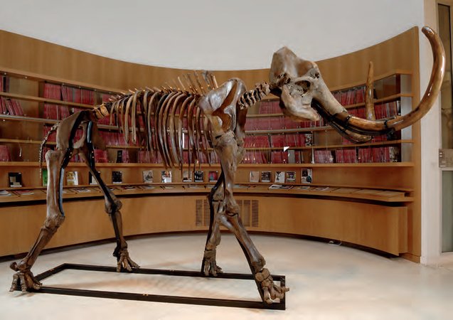 Skeleton of a mammoth, c.13,000 BC