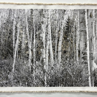 Bill Claps, Birch Forest