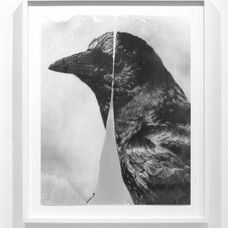 Eileen Quinlan, Cleaved Crow