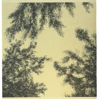 Georgia Marsh, Kant's Canopy I