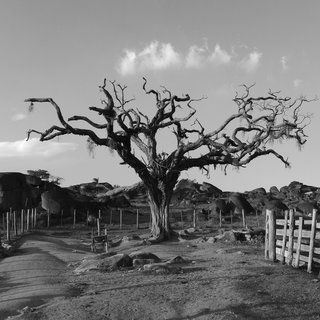 Leo Musa, Skeleton Tree