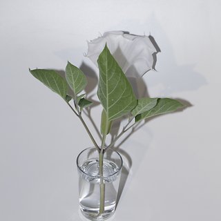 Luciano Fileti, Object Floral 7849 (Datura stramonium)