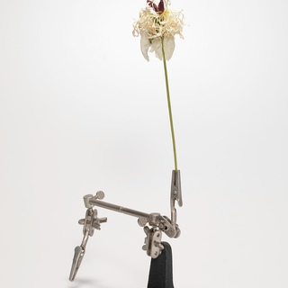 Luciano Fileti, Object Floral 9457 (Paeonia lactiflora)