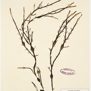Mark Dion, Herbarium