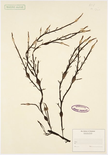 Mark Dion Prints Mark Dion Prints