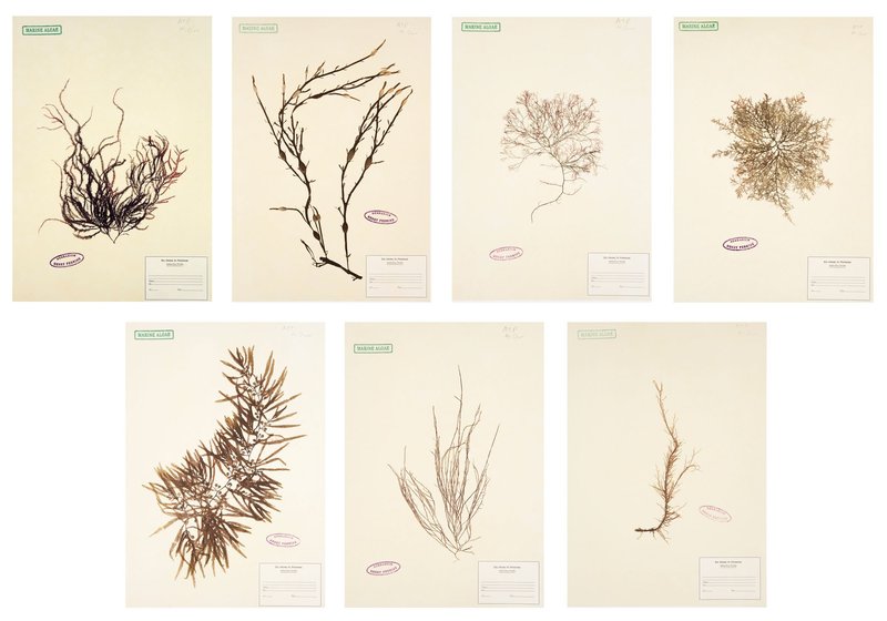 view:4539 - Mark Dion, Herbarium - 