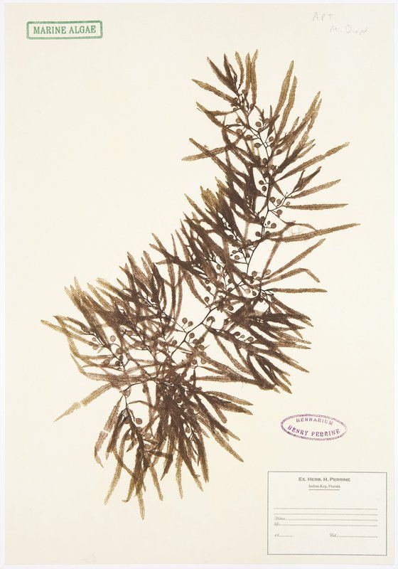 view:679 - Mark Dion, Herbarium - 