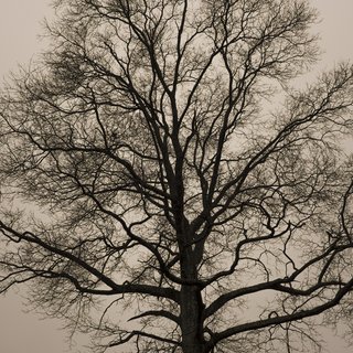 Nicholas Vreeland, Magical Tree