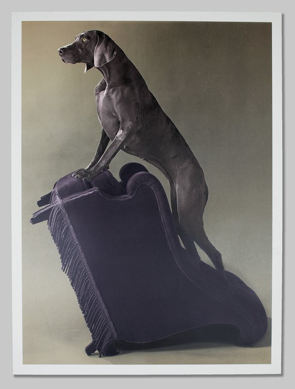 william wegman