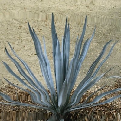 Anri Sala's Untitled Cactus