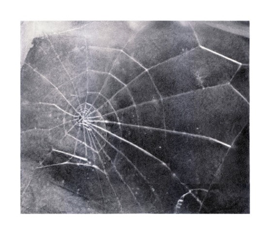Vija Celmins, Spider Web, 2009. Available on Artspace for $7,500 or as low as $660/month