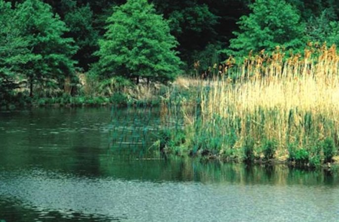 aligning reeds