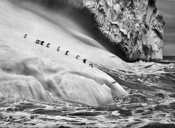 Chinstrap penguins on South Sandwich Islands