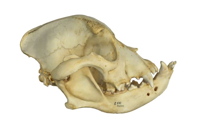 Bulldog skull
