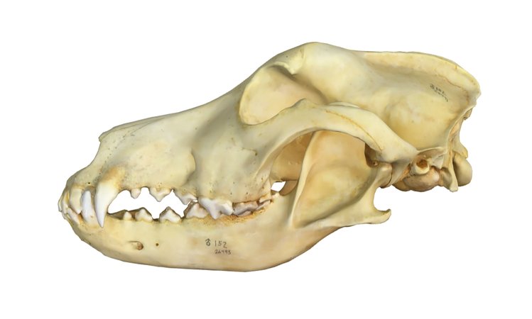Labrador skull