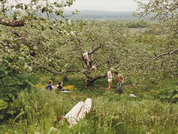 Orchard