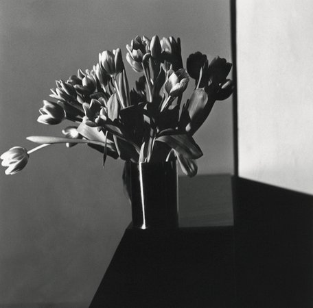 Tulip, 1977