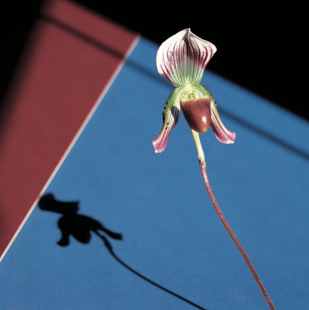 Orchid, 1986