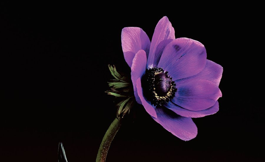 10 Vibrant Flowers That Show Mapplethorpe's Mastery of Color