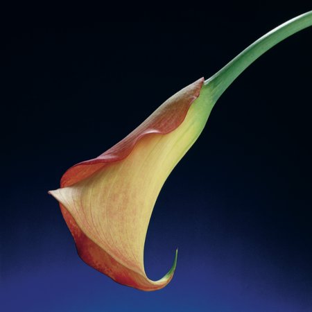 Calla Lily, 1988