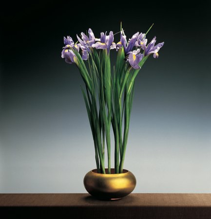Irises, 1988
