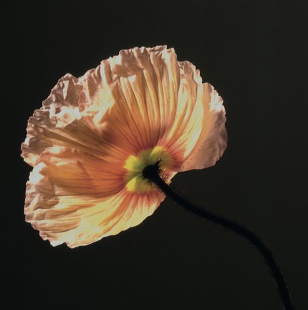 Poppy, 1988