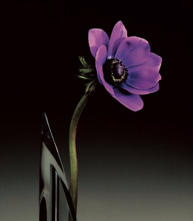 Anemone, 1989