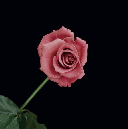 Rose, 1989