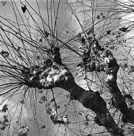 Graciela Iturbide