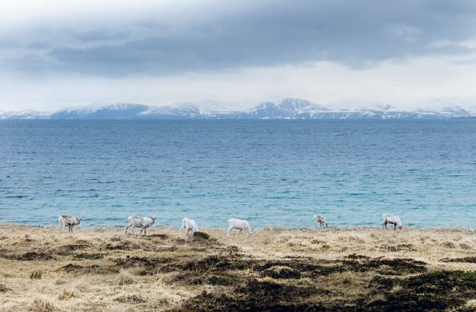 SOME REINDEER GRAZING ON THE LAST DRY GRASS AFTER WINTER Norway Spring 2014