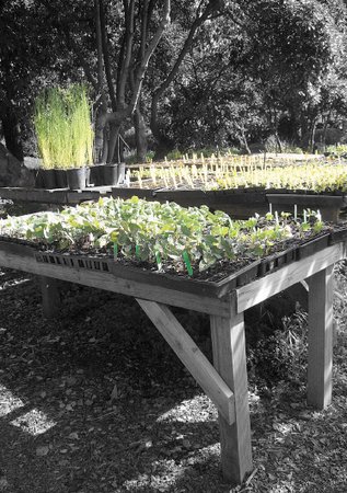  One of Alice Waters’ Edible Schoolyard Gardens, part of a program for edible