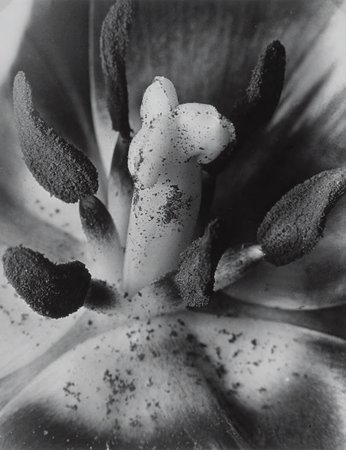 Brassaï, Pistil, 1932