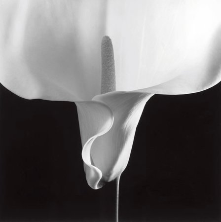 Robert Mapplethorpe, Calla Lily, 1988