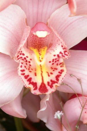 Nobuyoshi Araki, Flowers, 1985