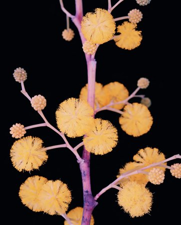 Helene Schmitz, Mimosa (Acacia saligna; syn. A. cyanophylla), 2003â€“5