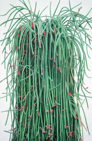 Lee Kwang-Ho, Cactus No. 59, 2011