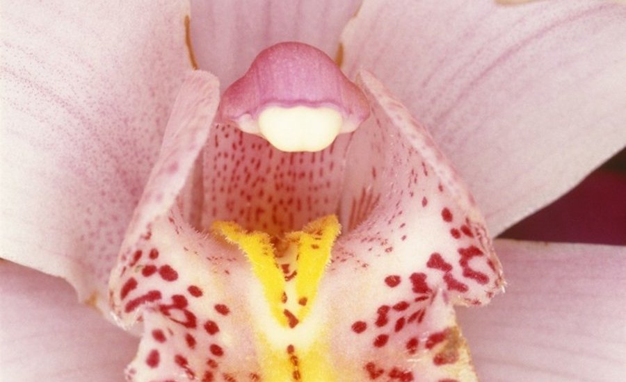 Flower Porn: 9 Erotic Portraits of Plants by Famous Artists That Will Put You in a Pollinating Mood