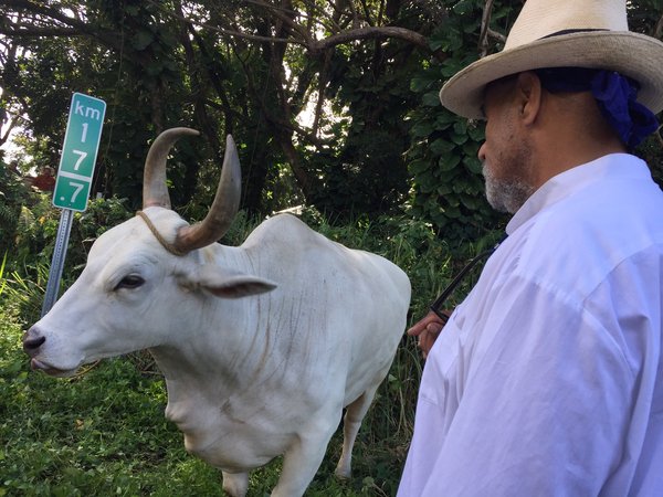 Papo with Oxen