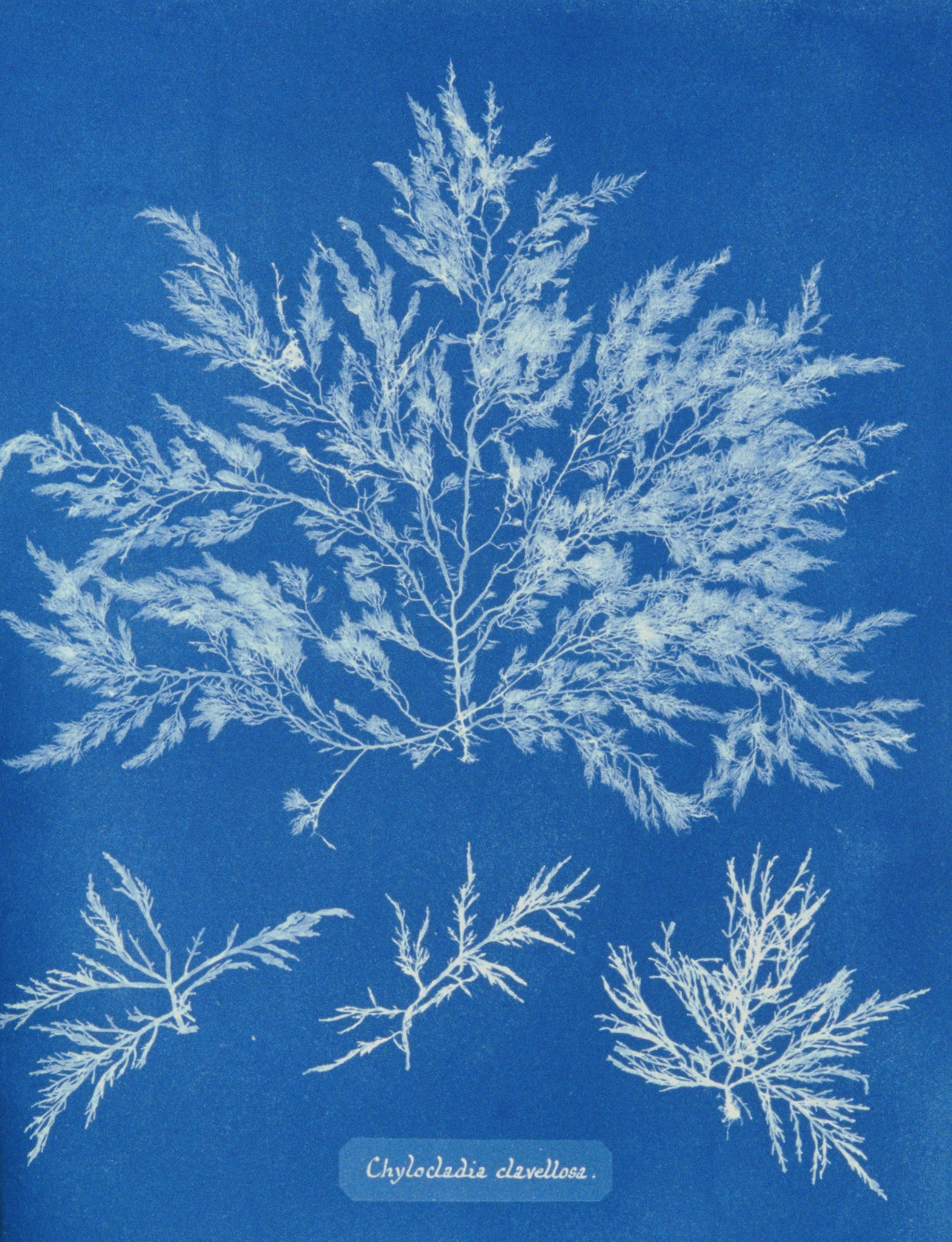 Anna Atkins