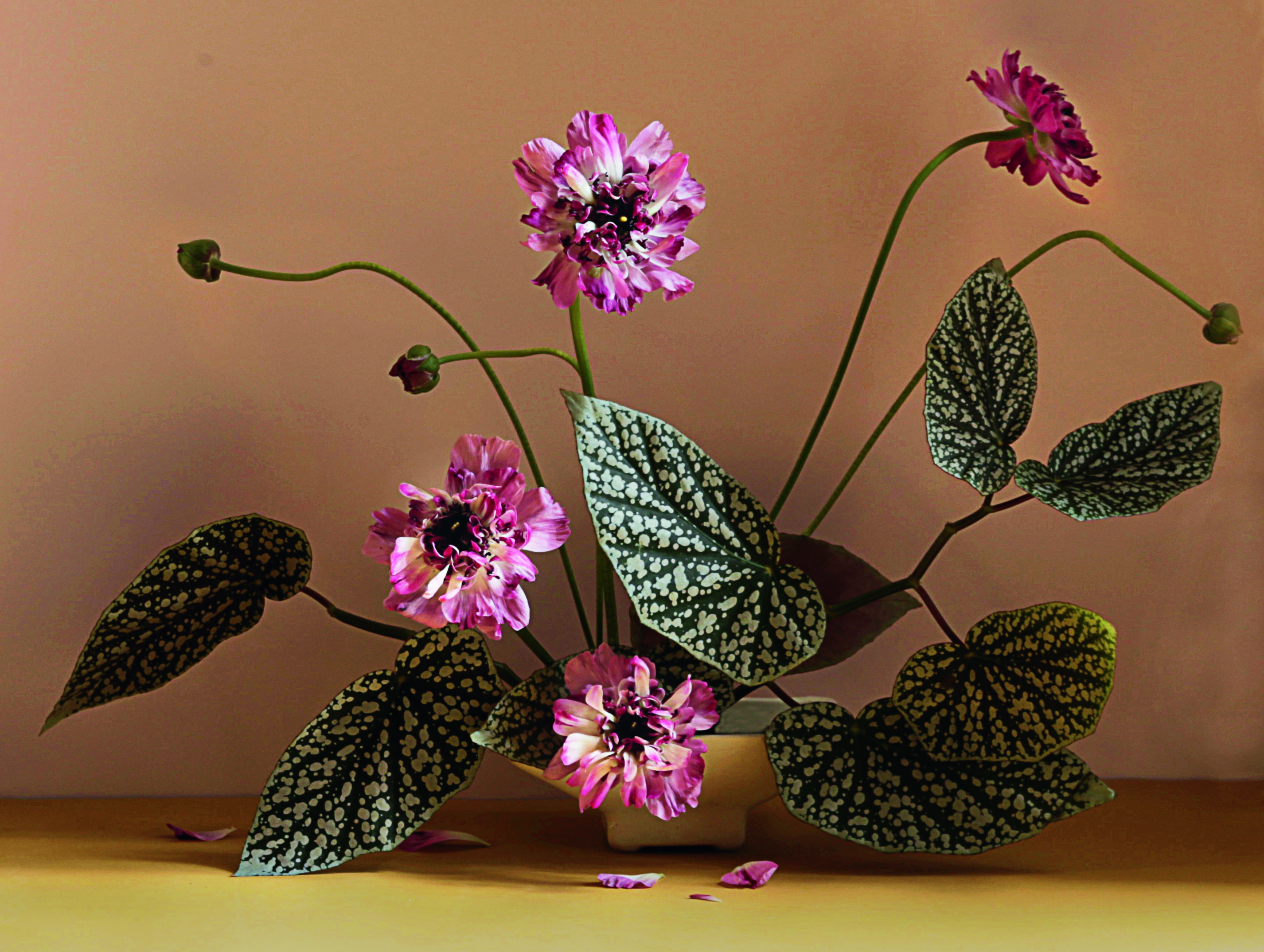 Ariel Dearie Flowers (Ariel Dearie, New York): Persian buttercup and begonia leaf. Picture