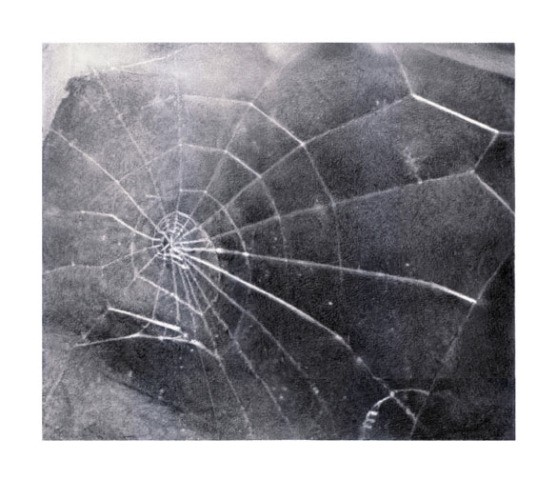 Spider Web, 2009, edition of 117, available for purchase on Artspace for $6,500