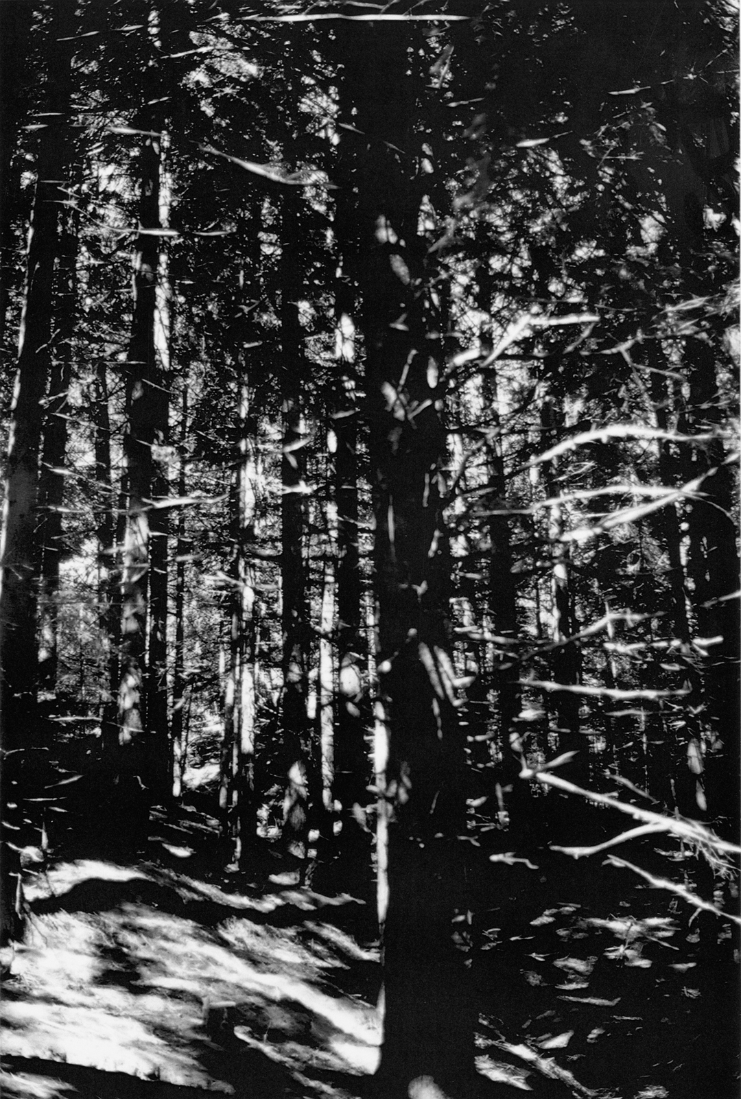 Wald (Briol I), 2008, by Wolfgang Tillmans