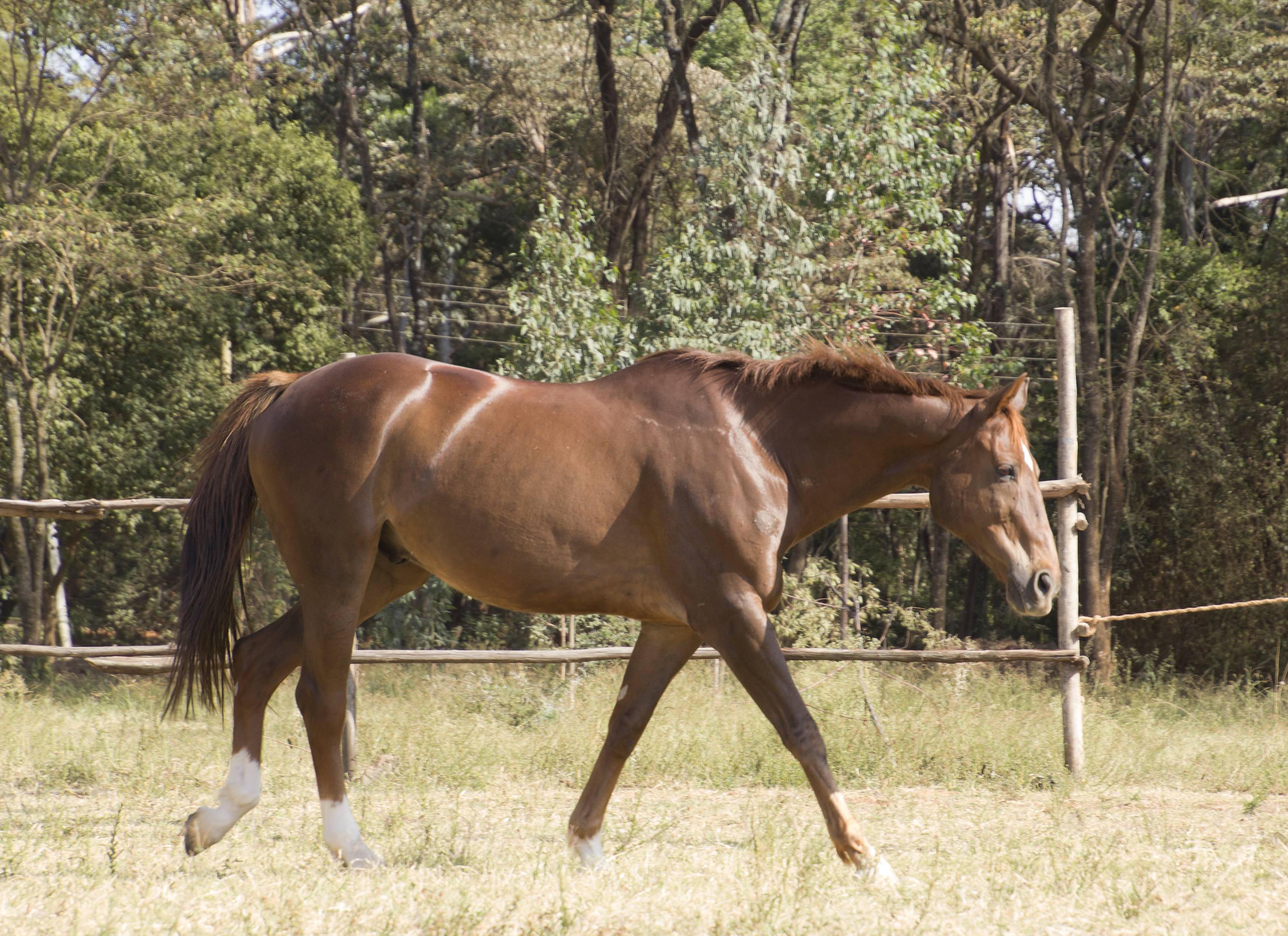 Danda's horse, Kenyan Derby winner Golden Ash - photo courtesy Danda Jaroljmek