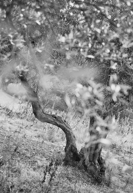 Aaron Schuman - Sonata: #26 (Olive Groves: Variation 3), Photograph